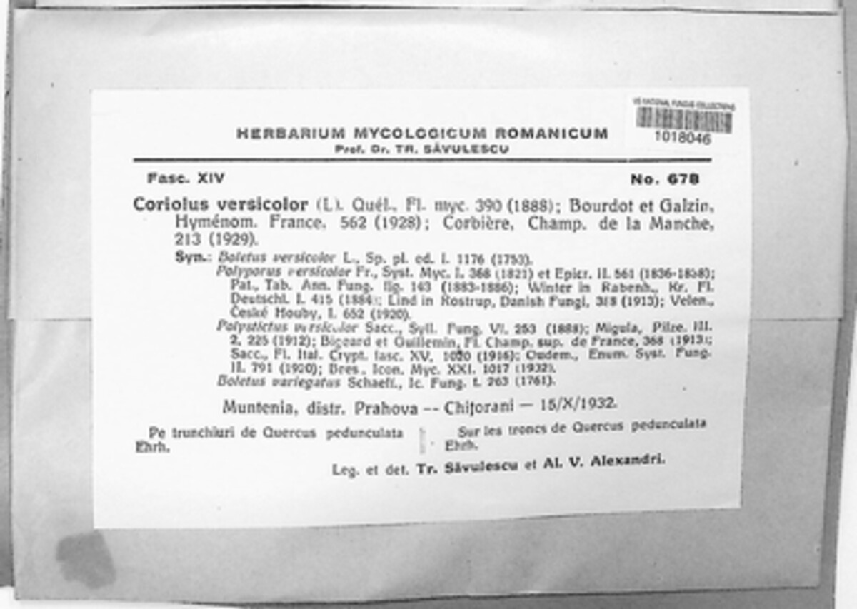 Coriolus versicolor image